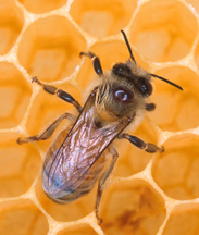 Honey Bees in Albemarle
